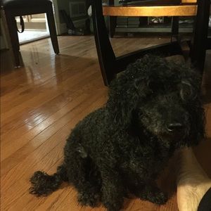 Meet your Posher, Silvia